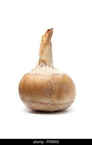 Seul le Jicama frais entier isolé sur fond blanc Banque D'Images