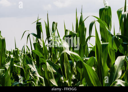 Close-up of lush green sur les tiges des feuilles de maïs, contre ciel blanc. Banque D'Images