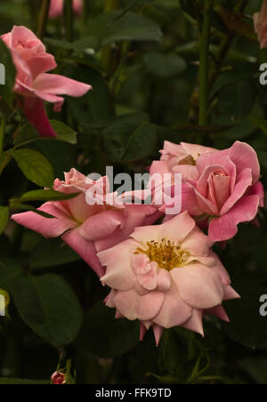 Rosa BRIGADOON, Rose Banque D'Images