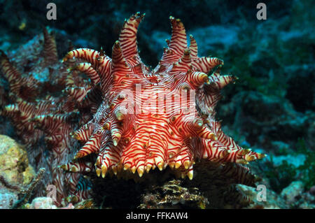 Un candycane (menthe, doublée de rouge) concombre de mer (Thelenota rubralineata) est de monter sur le récif, Panglao, Philippines Banque D'Images