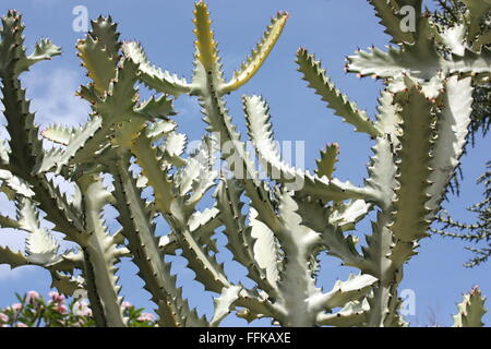 Cactus Ghost à l'Andromeda Gardens à Bethsabée sur la côte est de la Barbade Banque D'Images