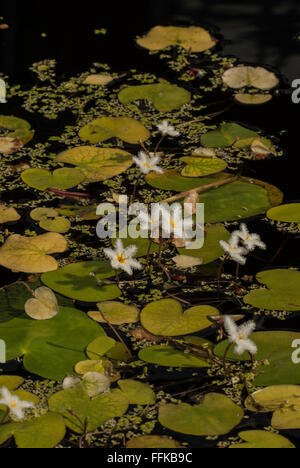 Nymphoides indica, Flocon Eau Banque D'Images