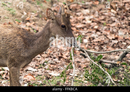 Javan ou rusa timorensis Rusa sambar (Sunda) de la faune, le Parc National de Komodo, Rinca Island, de Nusa Tenggara, en Indonésie Banque D'Images