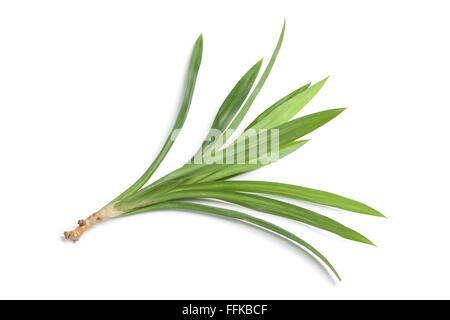 Les feuilles de Pandan frais sur fond blanc Banque D'Images