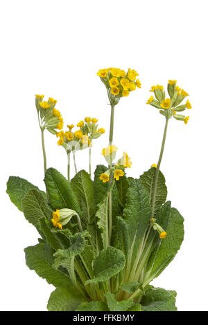 Floraison jaune frais Primula veris sur fond blanc Banque D'Images