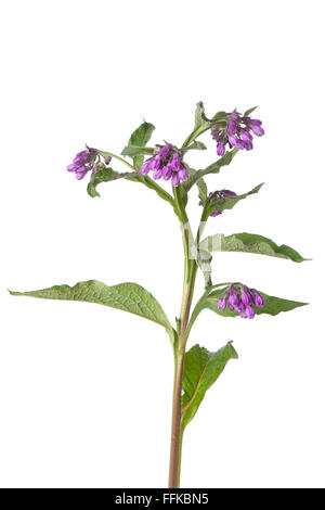 Violet frais fleurs de consoude commune sur fond blanc Banque D'Images