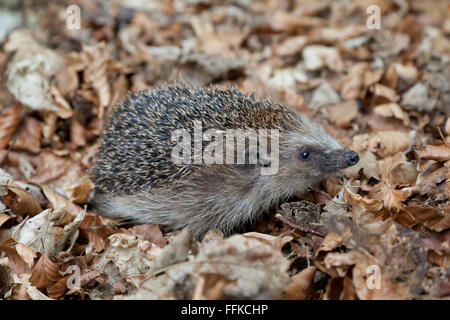 Hedgehog dans le bois en se promenant dans les vieilles feuilles Banque D'Images