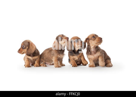 Quatre chiots teckel à poil sur fond blanc Banque D'Images