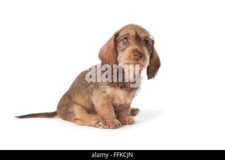 Mignon chiot teckel à poil sur fond blanc Banque D'Images