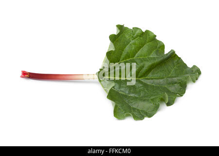 Rhubarbe fraîche tige et feuille sur fond blanc Banque D'Images