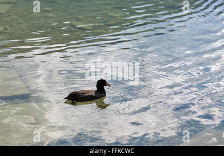 (Gallinula galeata gallinule commune) flottant dans l'étang avec l'eau transparente libre. Le lac de Mondsee, Autriche. Banque D'Images