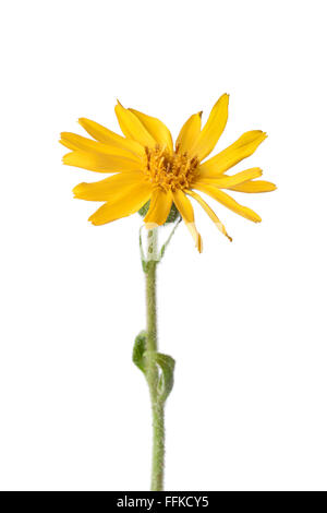 Arnica montana jaune douce fleur sur fond blanc Banque D'Images