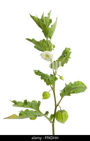 Brindille de Physalis avec flower,bud et lanterne sur fond blanc Banque D'Images