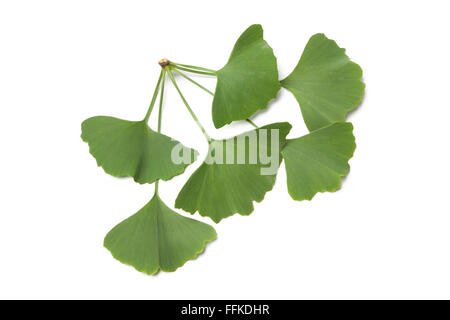 Les feuilles de ginkgo biloba verte sur fond blanc Banque D'Images