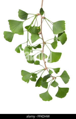 Brindille de feuilles de ginkgo biloba verte sur fond blanc Banque D'Images