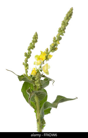 Fleur jaune frais Verbascum sur fond blanc Banque D'Images