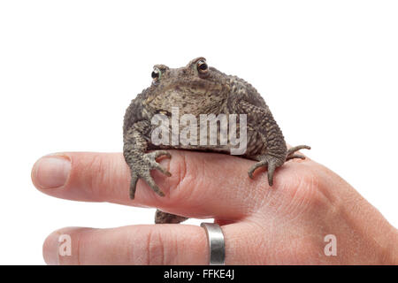 Crapaud commun assis sur un doigt sur fond blanc Banque D'Images