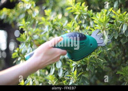 Outils de jardin, d'un sécateur. Les plantes de culture, les traitements de printemps. Coupe femme coupe-bush vert dans le jardin Banque D'Images