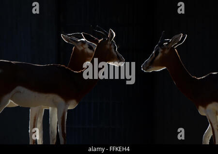 Madrid, Espagne. Feb 15, 2016. Plusieurs spécimens de gazelles Dama Nanger dama) (photo de zoo de Madrid. © Jorge Sanz/Pacific Press/Alamy Live News Banque D'Images