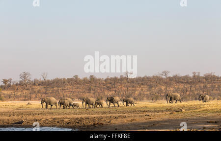 Vue panoramique d'une ligne d'éléphants marchant vers l'eau Banque D'Images