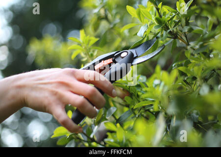 Outils de jardin, d'un sécateur. Les plantes de culture, les traitements de printemps. Coupe femme coupe-bush vert dans le jardin Banque D'Images