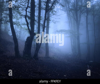 Scary mystérieuse forêt dans le brouillard en automne. Arbres magiques. Nature paysage brumeux Banque D'Images
