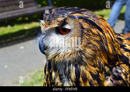 Grand nom Latin owl Bubo bubo Banque D'Images