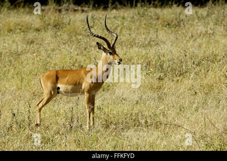 Impala mâle à Serengeti Banque D'Images