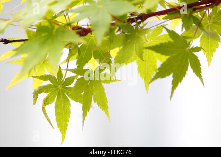 Feuilles d'érable (Acer palmatum) en Nouvelle Zélande Banque D'Images