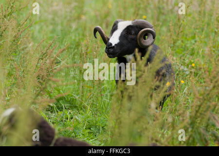 Balwen Ram - une race de moutons gallois Banque D'Images