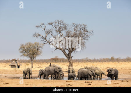 Vue panoramique d'un troupeau d'éléphant de l'alcool à un étang avec une hutte délabrée à l'arrière-plan Banque D'Images