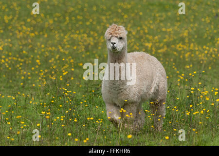 Portrait de Lama - un plus grand mais liés à l'animal l'alpaga Banque D'Images