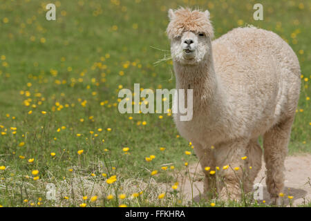 Portrait de Lama - un plus grand mais liés à l'animal l'alpaga Banque D'Images