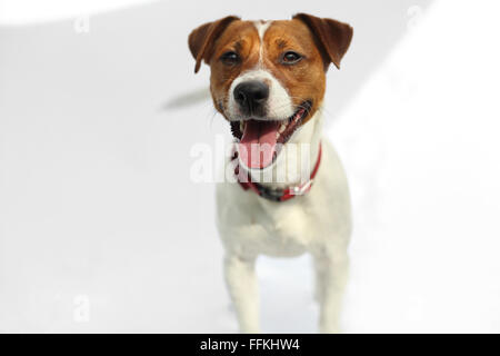 Jack Russell Terrier chien heureux . Portrait of a happy terrier dans un col rouge sur fond blanc Banque D'Images