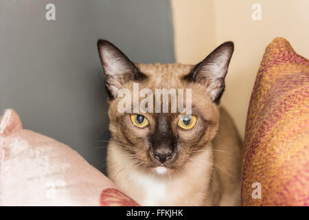Un petit mâle tabby cat lying de contact avec les yeux. Banque D'Images
