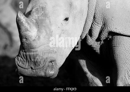 Le rhinocéros blanc est le plus grand membre de la famille de rhino Banque D'Images