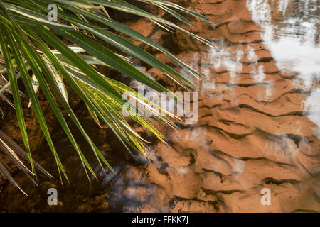 Le palmetto de scie, feuilles tachées de tanin et de motifs de l'eau dans le sable sur Juniper Creek, forêt nationale d'Ocala, FL Banque D'Images