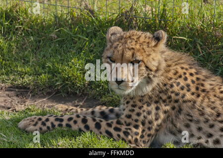 Cheetah prendre un repos dans le jardin, vue en gros Banque D'Images