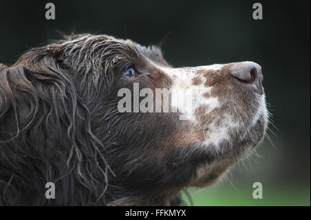 SPRINGER SPANIEL CHIEN CLOSE UP HEAD SHOT RE ANIMAUX DOG WALKING ODEURS YEUX NEZ OREILLES COMPAGNON FACTURES VÉTÉRINAIRES OBÉISSANCE OBÉISSANT FOURRURE UK Banque D'Images