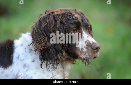 SPRINGER SPANIEL CHIEN CLOSE UP HEAD SHOT RE ANIMAUX DOG WALKING ODEURS YEUX NEZ OREILLES COMPAGNON FACTURES VÉTÉRINAIRES JUSQU'À LA FOURRURE PASSERELLES UK Banque D'Images