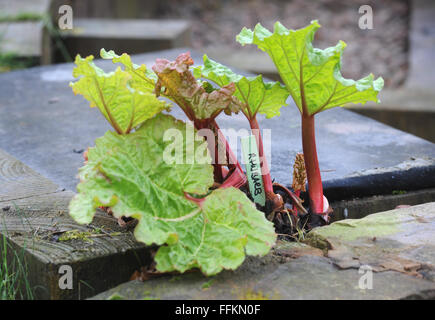 JEUNES PLANTES DE RHUBARBE QUI POUSSENT ENTRE LES DALLES DE JARDIN DE PLANTES JARDIN JARDIN JARDINAGE FRUITS FEUILLES POUSSES CROISSANCE SAINE ALIMENTATION ROYAUME-UNI Banque D'Images