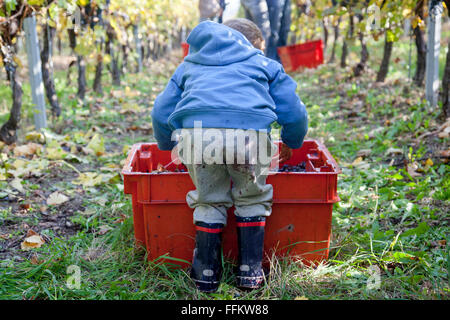 Bébé garçon aide à la récolte de raisins de vigne Banque D'Images