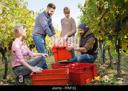 Les raisins de déchargement d'amis dans des caisses à vineyard Banque D'Images