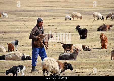 Un éleveur nomade cherche les mères de deux enfants, afin de les réunir, en Mongolie Banque D'Images