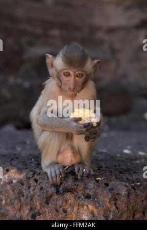 Les jeunes Macaques de manger du crabe Banque D'Images