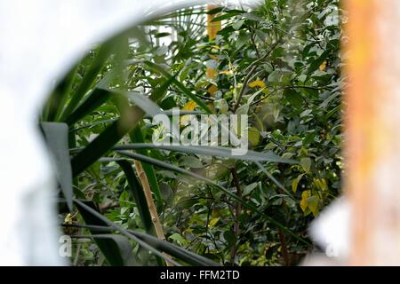 Voir en serre par envahi par la fenêtre brisée. Une fenêtre en verre d'une serre permet une vue de l'intérieur envahi Banque D'Images