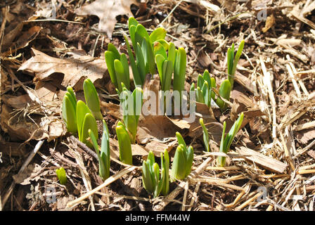 Les plantes de la jonquille au printemps Banque D'Images