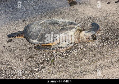 Tortue de mer vertes au soleil sur une plage, Big Island, Hawaii Banque D'Images