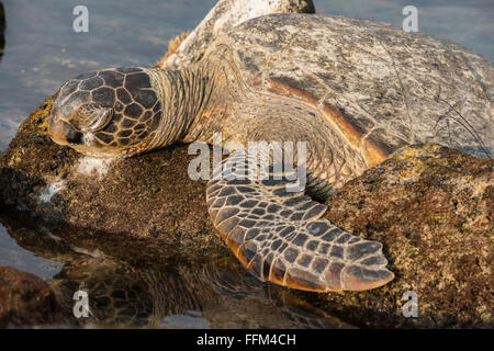 Des tortues de mer vertes à excréter le sel d'Eye, Big Island Hawaii Banque D'Images