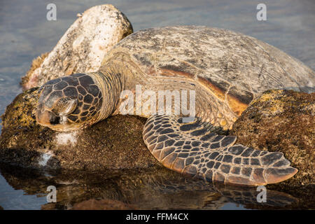 Des tortues de mer vertes à excréter le sel d'Eye, Big Island Hawaii Banque D'Images